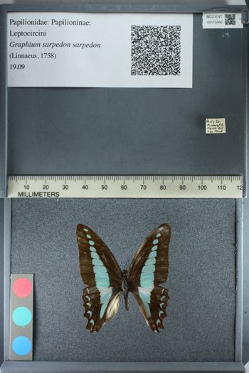 Media type: image;   Entomology 175560